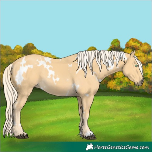 Horse Color:White Spotted Palomino