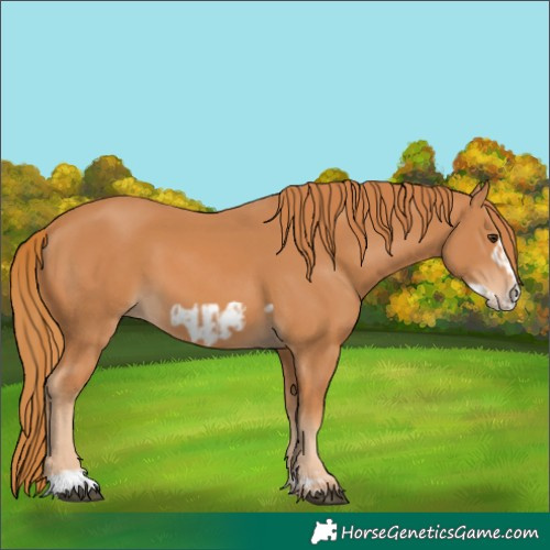 Horse Color:Chestnut  and Chestnut Frame 