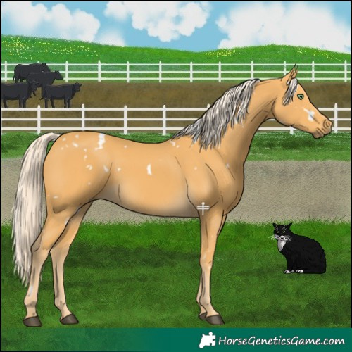 Horse Color:White Spotted Palomino 