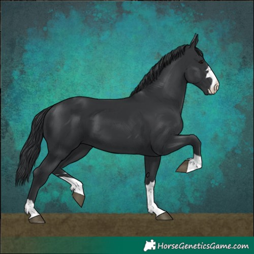 Horse Color:Black 