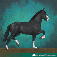 Horse Color:Black 