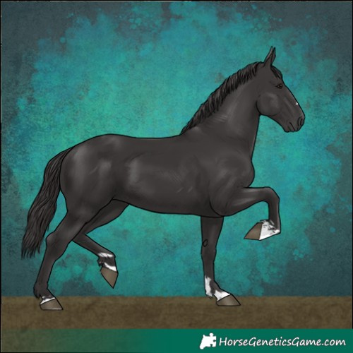 Horse Color:Smoky Black 
