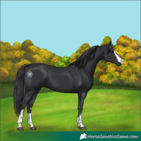 Horse Color:Black 