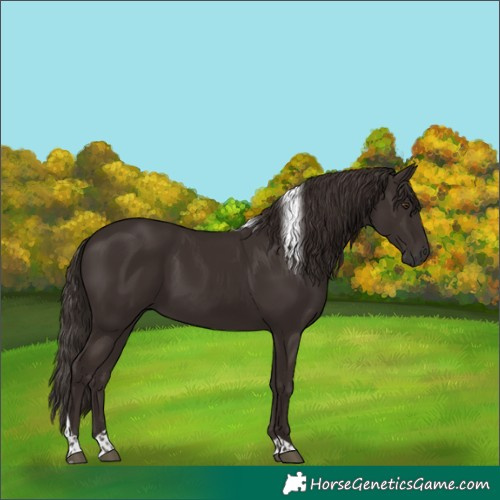 Horse Color:Liver Chestnut Tobiano