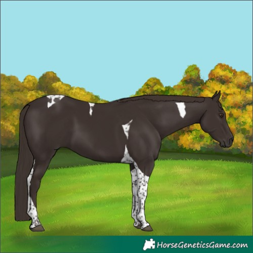 Horse Color:Liver Chestnut Tobiano