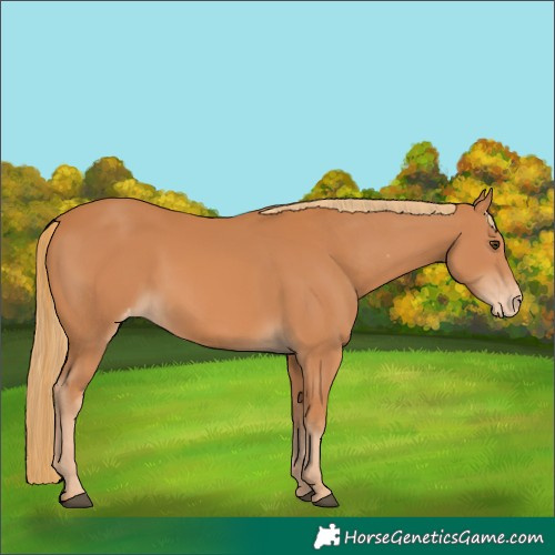 Horse Color:Chestnut Appaloosa 