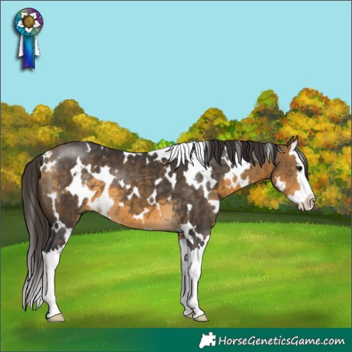 Horse Color:White Spotted Buckskin Splash