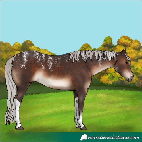 Horse Color:Powder White Silver Brown Tobiano Rabicano