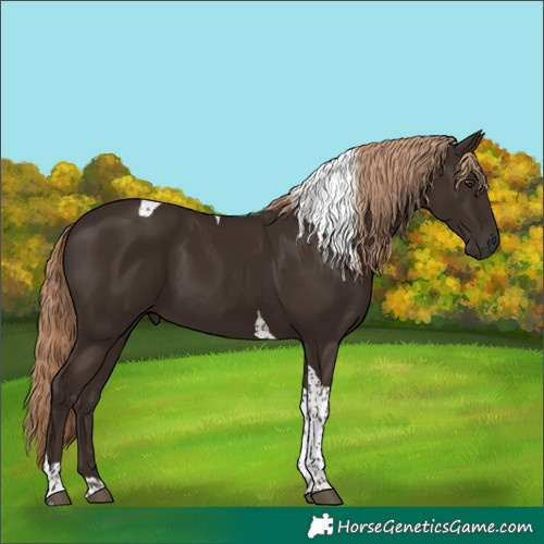 Horse Color:Liver Chestnut Tobiano 