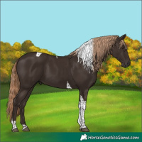 Horse Color:Liver Chestnut Tobiano