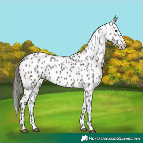 Horse Color:Grullo Appaloosa