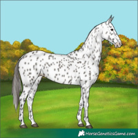 Horse Color:Grullo Appaloosa