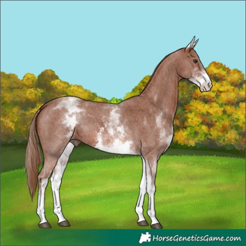 Horse Color:White Spotted Chestnut Sabino 