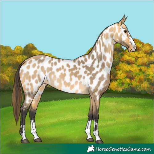 Horse Color:Buckskin Dun Near Leopard