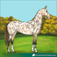 Horse Color:Buckskin Dun Near Leopard