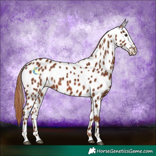 Horse Color:Chestnut Near Leopard