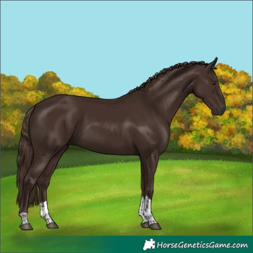 Horse Color:Liver Chestnut Tobiano 