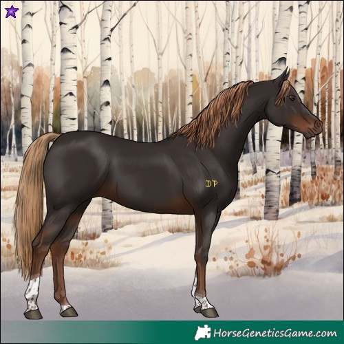 Horse Color:Liver Chestnut Tobiano