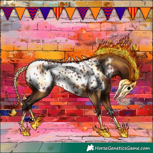 Horse Color:Bay Appaloosa