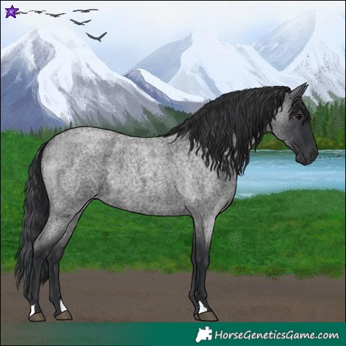 Horse Color:Blue Roan 