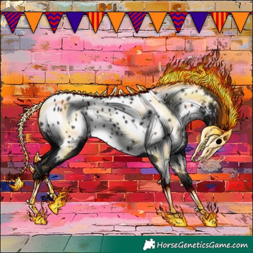 Horse Color:Black Appaloosa