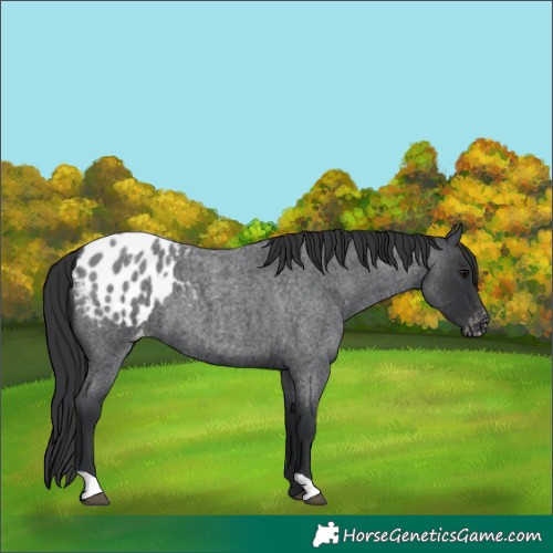 Horse Color:Blue Roan Appaloosa 