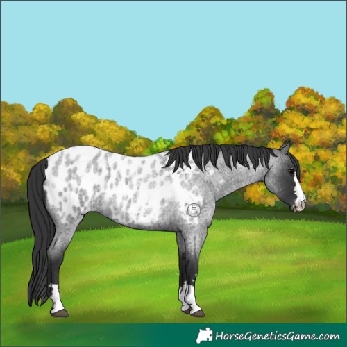 Horse Color:Blue Roan Appaloosa 