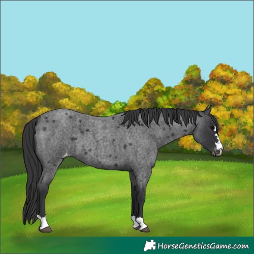 Horse Color:Blue Roan Appaloosa