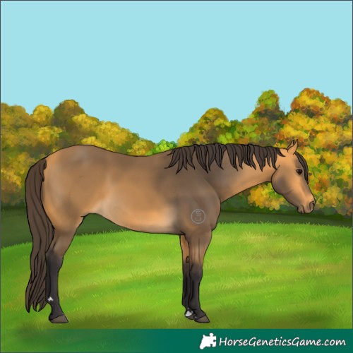 Horse Color:Buckskin 