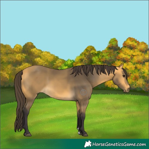 Horse Color:Buckskin