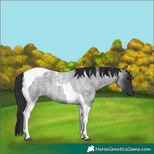 Horse Color:Blue Roan Tobiano 