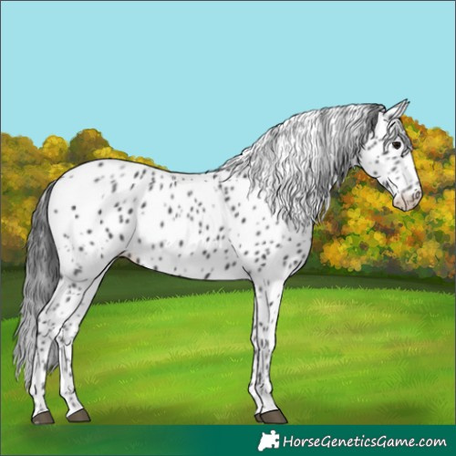 Horse Color:Black Appaloosa 