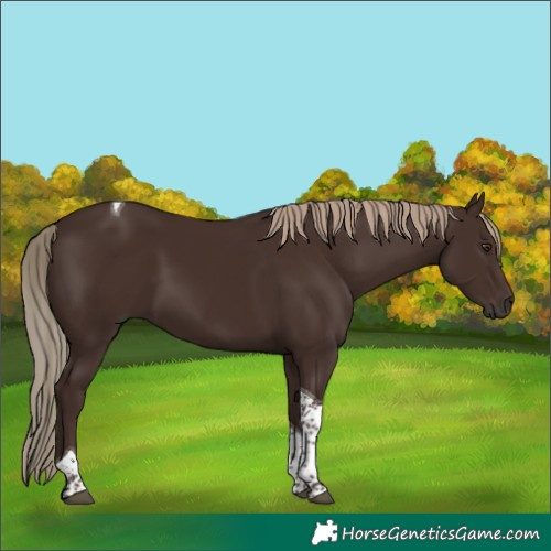Horse Color:Liver Chestnut Tobiano 