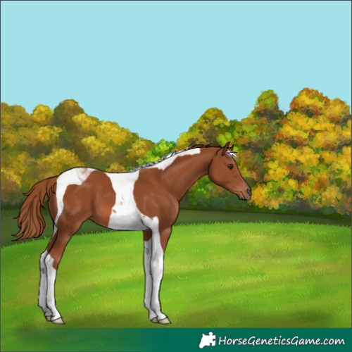 Horse Color:Chestnut Tobiano 
