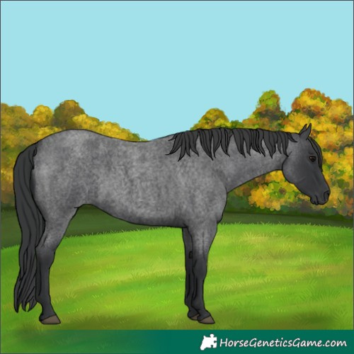 Horse Color:Blue Roan