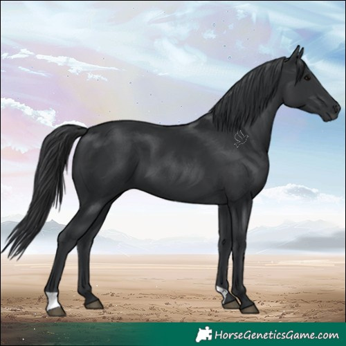Horse Color:Black 