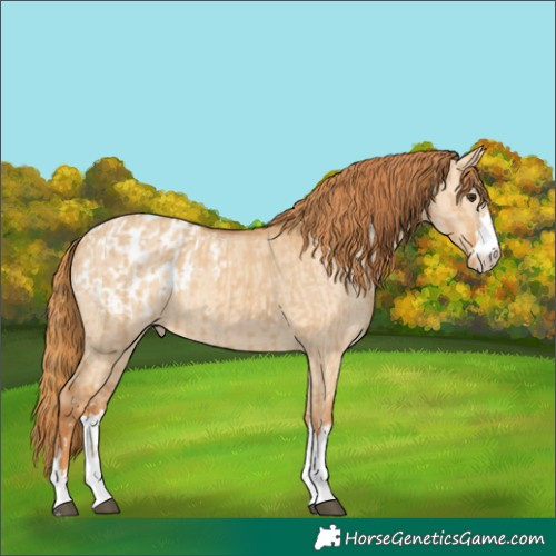 Horse Color:Red Dun Appaloosa  and Red Dun Appaloosa 