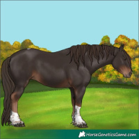 Horse Color:Liver Chestnut Tobiano