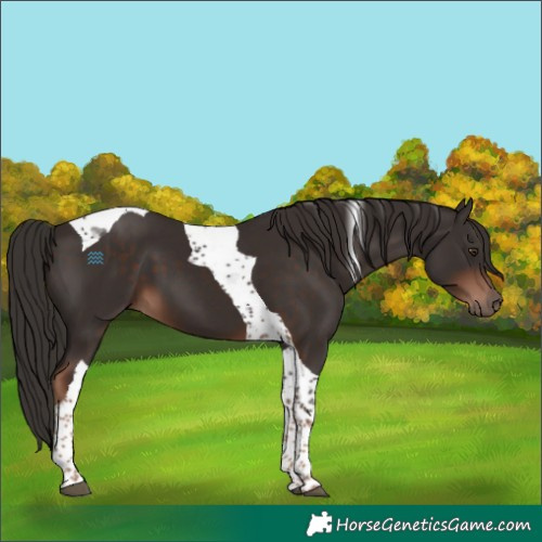 Horse Color:Liver Chestnut Tobiano 