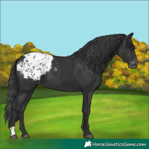 Horse Color:Black Appaloosa