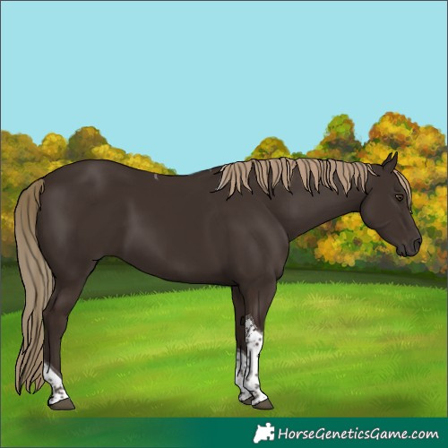 Horse Color:Liver Chestnut Tobiano 