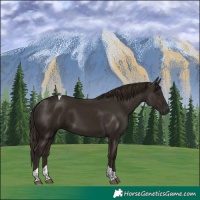 Horse Color:Liver Chestnut Tobiano 