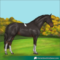 Horse Color:Liver Chestnut Tobiano 