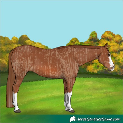 Horse Color:Red Dun Splash  and Chestnut Splash 