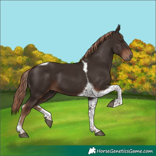 Horse Color:Liver Chestnut Tobiano