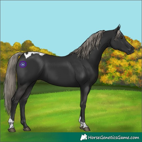 Horse Color:Liver Chestnut Tobiano