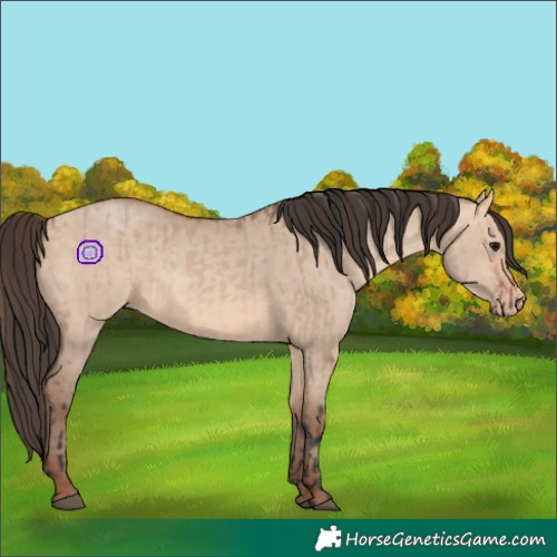 Horse Color:Bay Dun and Amber Champagne Dun