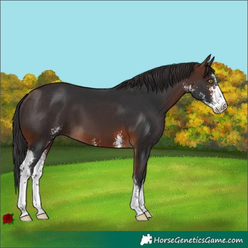 Horse Color:Brown Sabino