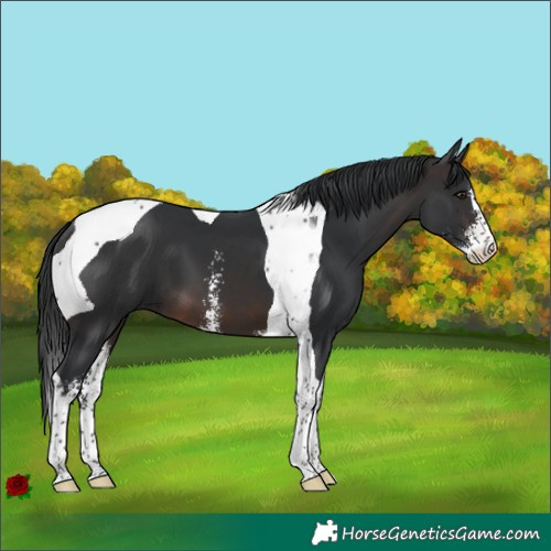 Horse Color:Brown Sabino Tobiano