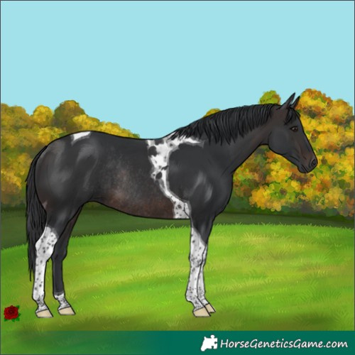 Horse Color:Brown Tobiano Rabicano
